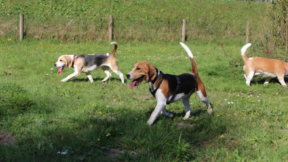 17-11-2024  Speelmiddag voor alle Beagles in Venhuizen (Noord-Holland)